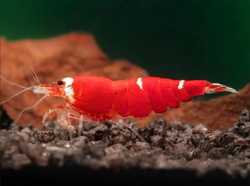 Super Crystal Red
