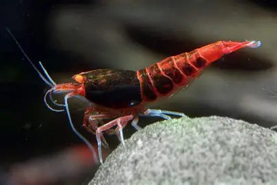 Red Devil OE