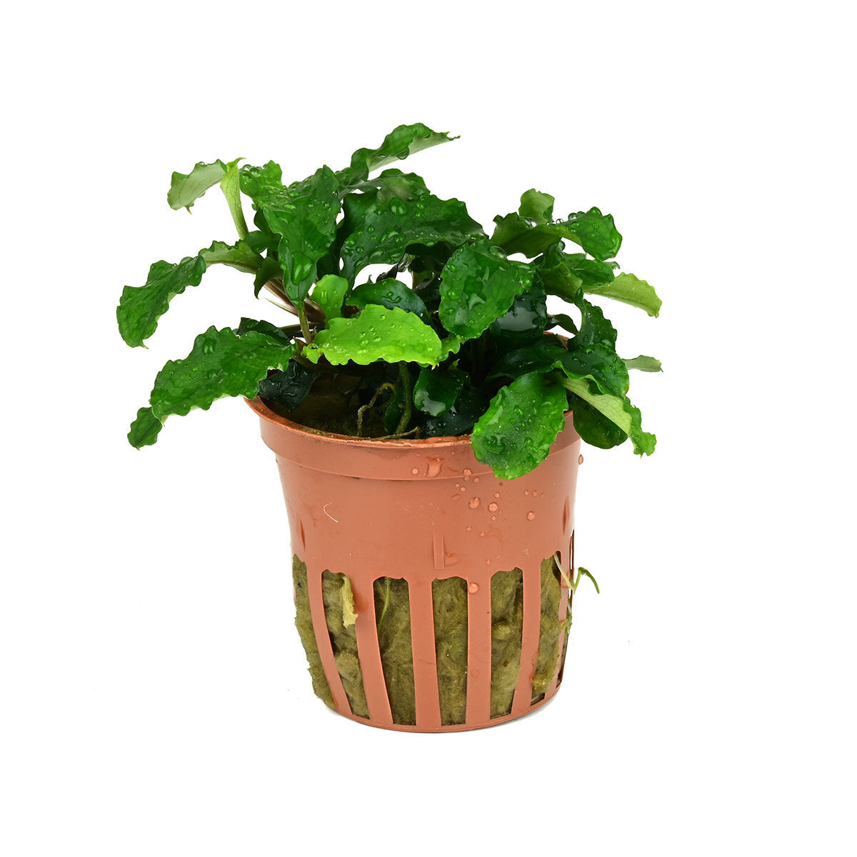 Bucephalandra Green