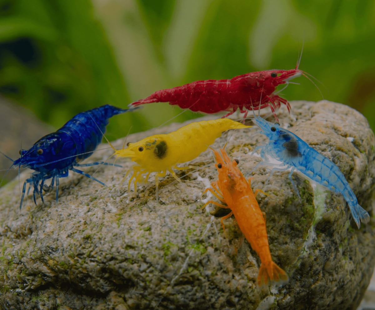 Garnelen Mix Neocaridina