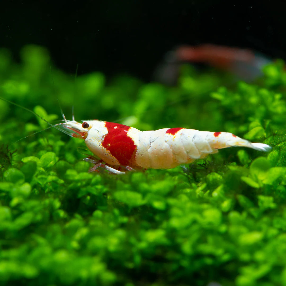 Pure Red Line Shrimps
