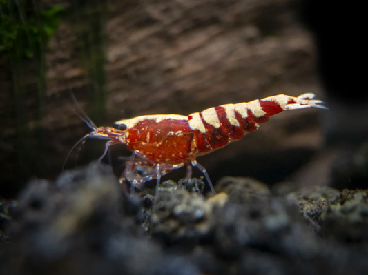 Galaxy Pinto Red