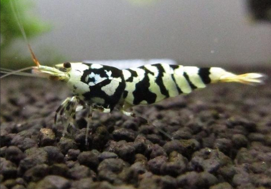 Black Fancy Tiger