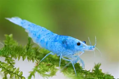 Blue Jelly