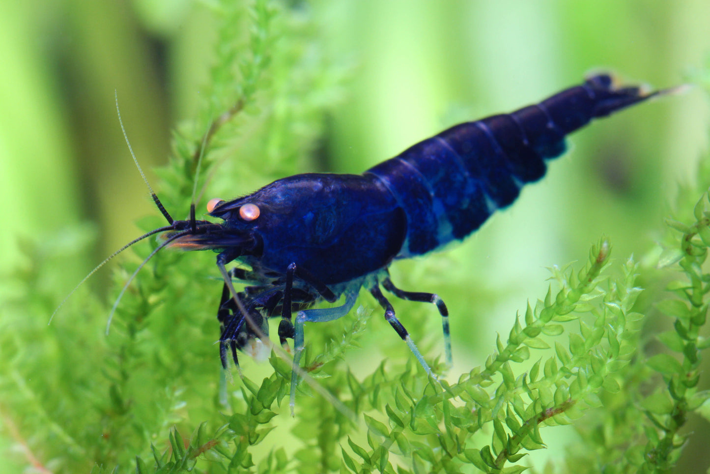 Deep bleu Tiger OE