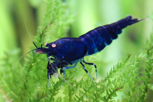 Deep bleu Tiger OE
