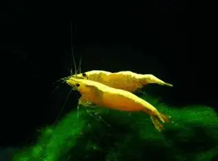 Yellow fire Neon
