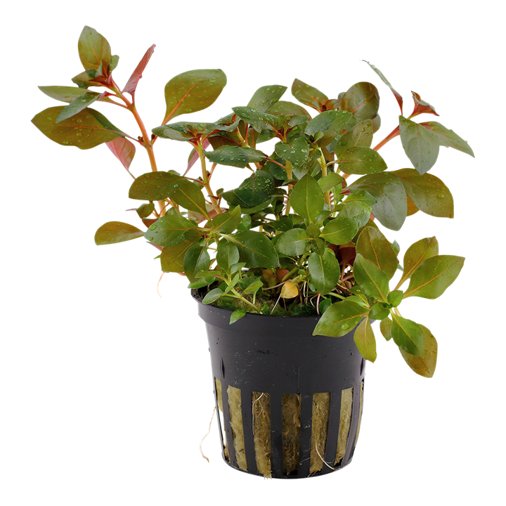 Ludwigia Repens Rubin