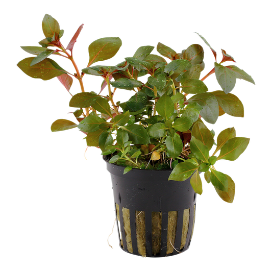 Ludwigia Repens Rubin