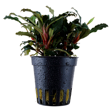 Bucephalandra Sp. Red