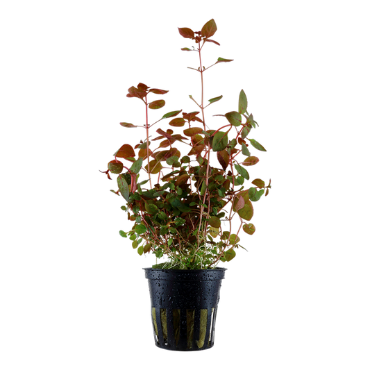 Ludwigia Palustris Super Red