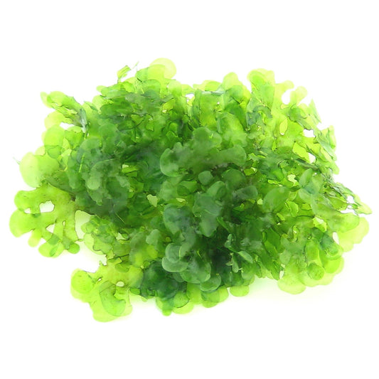 Süsswassertang