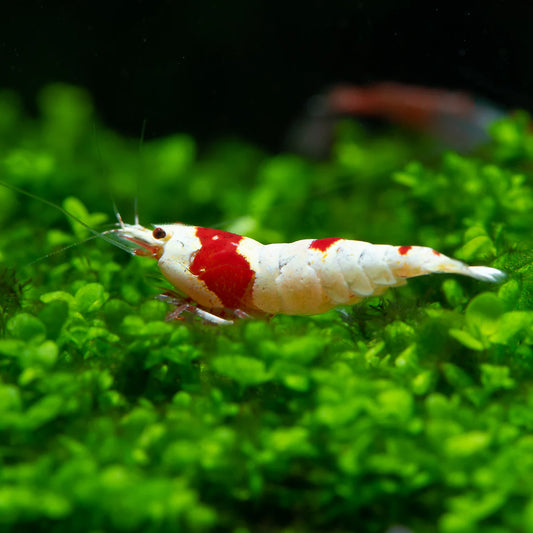 Pure Red Line Shrimps
